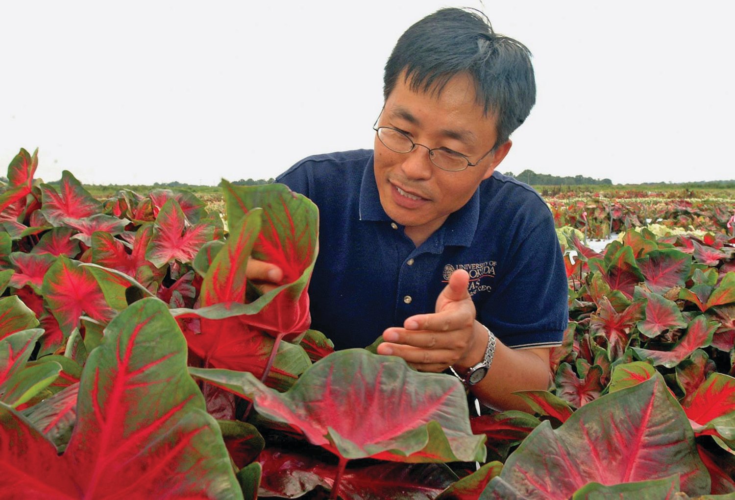 Florida is the sole source of caladiums for the world. UF/IFAS scientist Zhanao Deng, shown here, has just released four new varieties of this popular ornamental plant. Photo courtesy UF/IFAS photography.